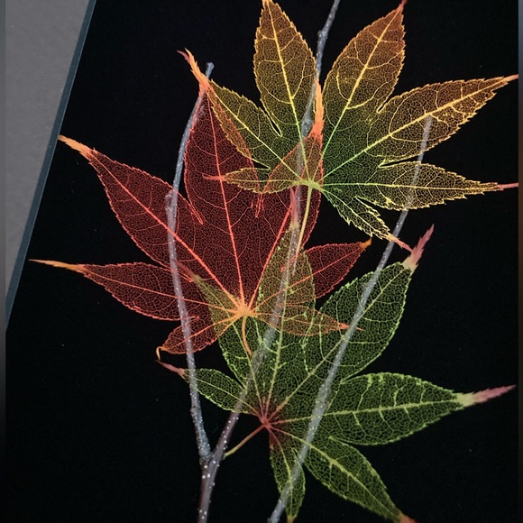 Japanese Maple Leaf Lines Framed Art - Picture 4 of 10